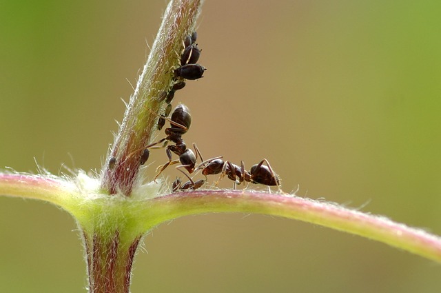 mravenci na rostlině