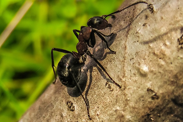 mravenec na stromě